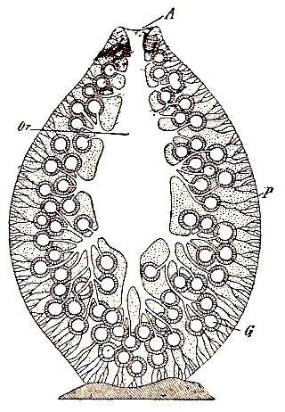 Esquema de una esponja complicada (tipo <i>leucón</li>)  (según Haeckel). P, poros; G, cámaras vibrátiles. Or, cavidad atrial. A, ósculo.