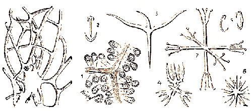 Detalle del esqueleto de diferentes esponjas (según Schmidt, Schulze y Mass). A la izquierda, trozo de la red de espongina de la esponja común. 1, Espongioblastos segregando filamentos de espongia. 2-7 espículas diferentes.