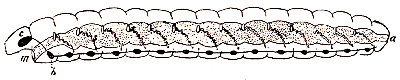 Gusano anelido visto de lado. Esquema del tubo digestivo, del sistema nervioso y de los órganos segmentarios. m, boca. a, ano. c, ganglio cerebroide. b, ganglios infraintestinales. s, nefridios (Según Boas).