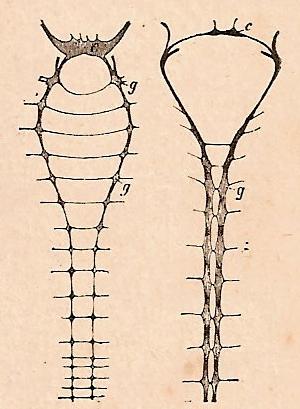 Sistema nervioso de anélidos. c, ganglio cerebroide. g, ganglios infra intestinales. (Obsérvese el collar esofágico). Según Quatrefages.