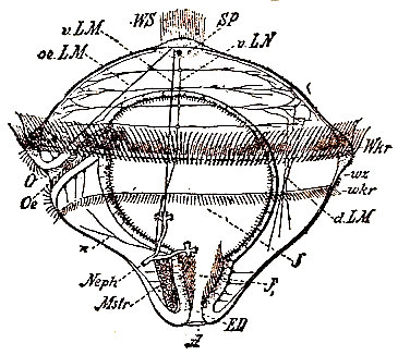 Larva trocófora de un anélido (según Hatscheck), en R. Hertwig). Wkr y wkr, coronas de pestañas vibrátiles. O, boca. Oe, esófago. J, estómago. J1, intestino. A, ano. Neph, nefridio.
