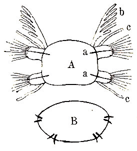 Corte esquemático transversal de un poliqueto (A) y de un oligoqueto (B). a, acidula. b, branquia. c, cirro.