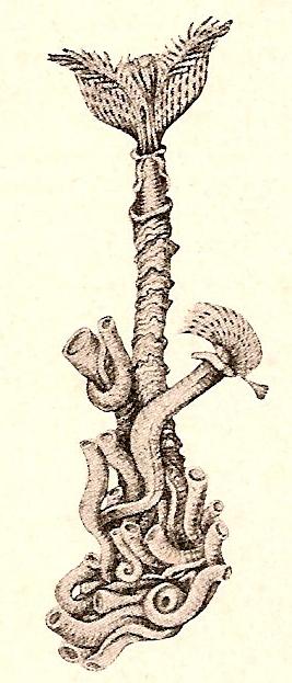 Serpula.