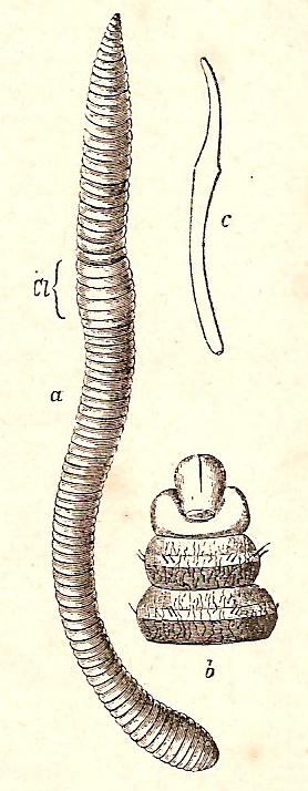Lombriz de tierra, según E. Eisen. a el gusano entero. b, parte anterior del cuerpo visto por debajo, con las acídulas de los dos primeros segmentosdel cuerpo. c, una acídula muy aumentada.
