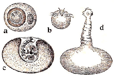 Desarrollo de la tenia. a, embrión. b, embrion libre (oncosfera). c, cistecerco con el escotex devaginado (según Leuckart y Claus).