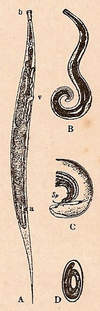 Oxyuris vermicularis. A, hembra (b, boca, a, ano). B, macho. D, huevo con el embrión (según Leuckart).