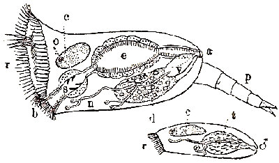 Esquema de un rotifero. Arriba, la hembra; abajo, el macho. r, corona motriz. b, boca. s, molleja. e, estómago. a, ano. c, cerebro. o, ojo. n,nefridio. (de Boas).