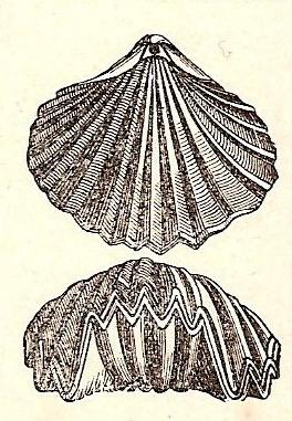 Rhynchonella quadriplicata, braquiopodo fósil del jurásico.