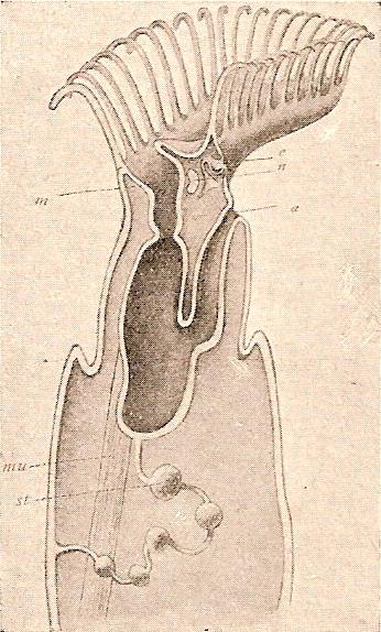 Esquema de un briozoo de agua dulce; según Ziegler y Breslau. m, boca. a, ano. n, ganglio nervioso. e, orificio excretor. st, estatoblastos. m, músculo retractor.