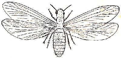 El insecto típico (Leucotermes lucifugus, macho).