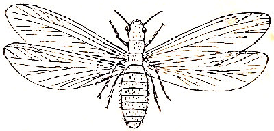 El insecto t&iacute;pico (Leucotermes lucifugus, macho).