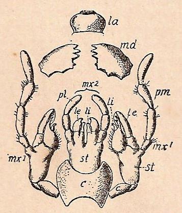 Piezas de la boca de la cucaracha Periplaneta orientalis. La, Labro. md mandibulas. mx1, primera maxila con sus palpos (pm). mx2, labio inferior (segundo par de maxilas) con sus palpos (pl). Seg&uacute;n Hertwig.