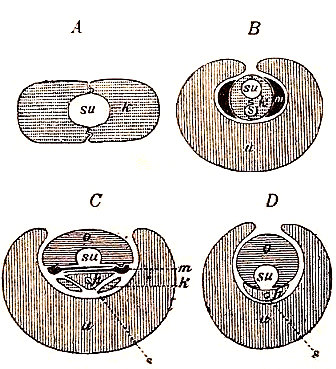 Cortes transversales esquematicos de diferentes bocas chupadoras. A, de mariposa. B, de chinche. C, de tabano. D, de mosca. h, hipolaringe.k, maxila. m, mandibula. o, labro. u, labio inferior. su, tubo chupador. s, canal salibar (de Boas).