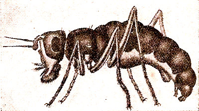 Mosca &aacute;ptera (Calycopterysx moseleyi) de las islas Kerguelen. Seg&uacute;n Enderlein.