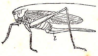 Locusta caudata hembra, según Brunner en R. Hertwig, mostrando el ovopositor (l). Solo se han dibujado las patas del lado izquierdo.
