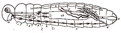 Anatomia de un insecto. m, boca. s, es&oacute;fago. k, buche. t, molleja. ch, intestino medio. e, intestino terminal. a, ano. u, tubos de malpighi. o, o´, ap. genital. c, cerebro. n, ganglios infraintestinales. h, coraz&oacute;n. 1, 2, 3 patas. esquema de Boas.