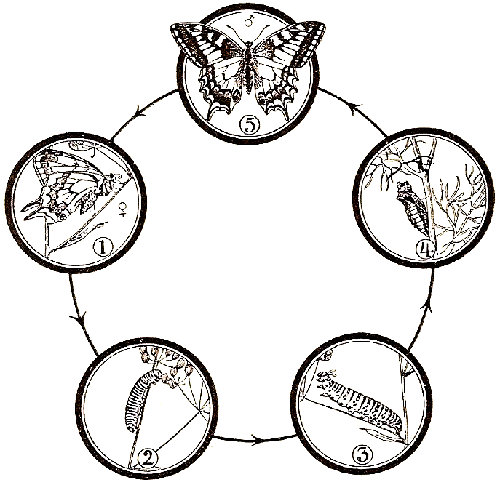 Ciclo evolutivo del Papilio machaon. 1, hembra poniendo huevos. 2 y 3, orugas. 4, crisalida sujeta por un cord&oacute;n de seda. 5, macho volando. De Stehli.