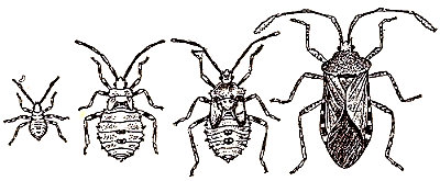 Metamorfosis sencilla de una chinche de campo (Anasa armigero). Seg&uacute;n Chittenden.