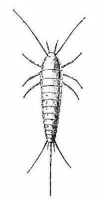Lepisma scharina.