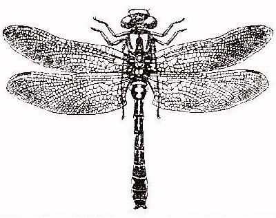 Lib&eacute;lula (Gomphus vulgatissimus.)