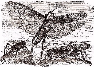 El saltamontes Pachytylus migratorius. Seg&uacute;n Brehm. A la izquierda la larva.