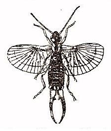 Tijereta. Forficula auriculata.