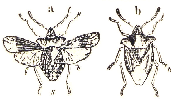 Chinche de campo (Pentatoma rufices). a, con las alas abiertas. b, con las alas plegadas. Seg&uacute;n Hayek.