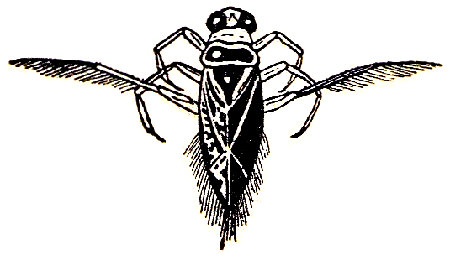 Garapito (Notonecta glauca). (Obs&eacute;rvese la forma de remo de las patas posteriores).