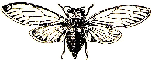 Cigarra (Cicada orni). Seg&uacute;n Schmarada.