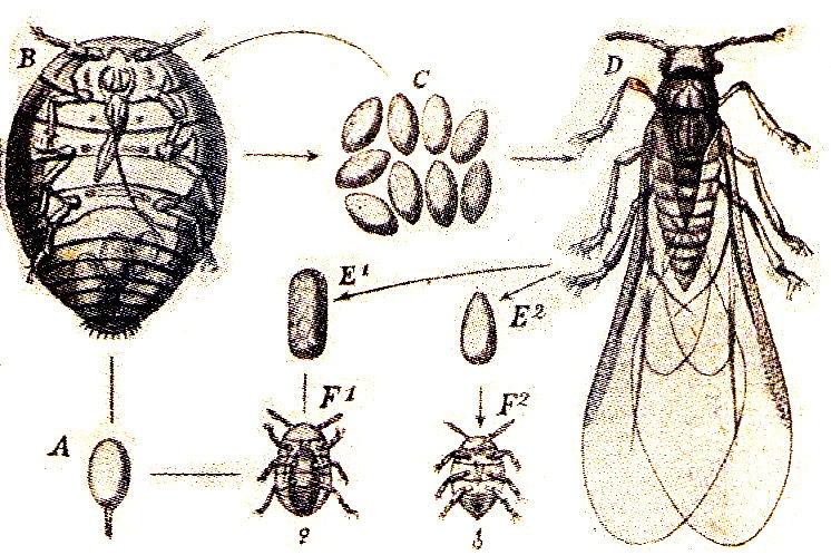 Philloxera vastatix. B, hembra &aacute;ptera partenog&eacute;netica. C, sus huevos. D, hembra alada partenog&eacute;netica, salida de ellos. E1, huevo hembra. E2, huevo macho. F1, hembra fecunda y &aacute;ptera. F2, Macho. A, huevo fecundado. De Weismann. 