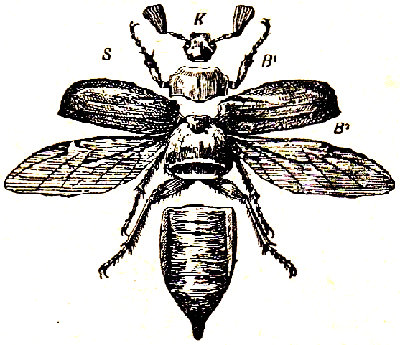Disecci&oacute;n de un escarabajo. K, cabeza. B1, protot&oacute;rax. B2, mesot&oacute;rax y metat&oacute;rax con las alas. Seg&uacute;n Schmeil.