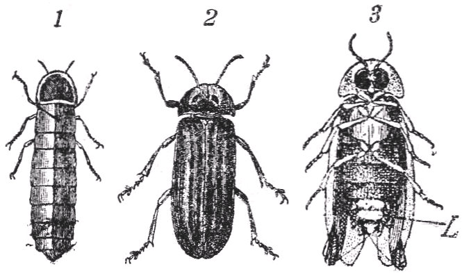 Luciernagas. 1, macho. 2, hembra del Lampyris noctiluca. 3, macho de L. splendidula mostrando el &oacute;rgano fosforescente (L). De Grobben.