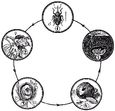 El gorgojo de la avellana (balaninus nucun). 1, macho. 2, hembra sobre una avellana verde. 3, avellana con la larva. 4, avellana caida con la larva fuera. 5, ninfa enterrada. Seg&uacute;n Stelhi.