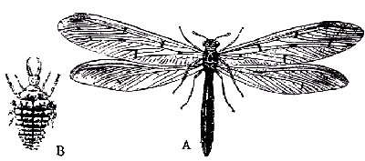 Hormiga le&oacute;n. A, imago. B, larva.