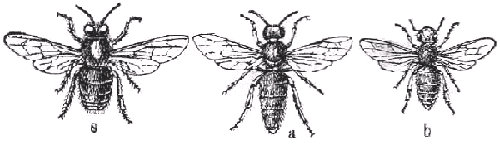 Abeja com&uacute;n o mel&iacute;fera (Apis mellifica). a, reina. b, obrera. s, z&aacute;ngano. Seg&uacute;n Claus.