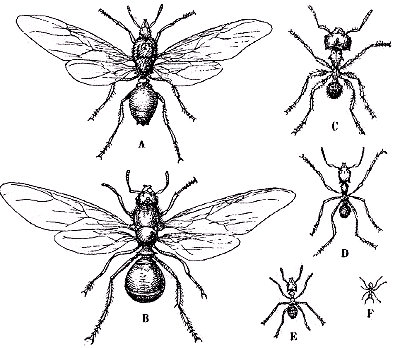 Polimorfismo de la hormiga Atta cephalotes. A, macho alado. B, hembra alada y fecunda. C, soldado. D, E, F, obreras (hembras ápteras y estériles). De Goldlewski, según Sharp.