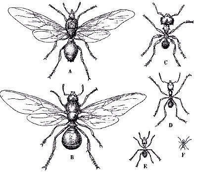 Polimorfismo de la hormiga Atta cephalotes. A, macho alado. B, hembra alada y fecunda. C, soldado. D, E, F, obreras (hembras &aacute;pteras y est&eacute;riles). De Goldlewski, seg&uacute;n Sharp.