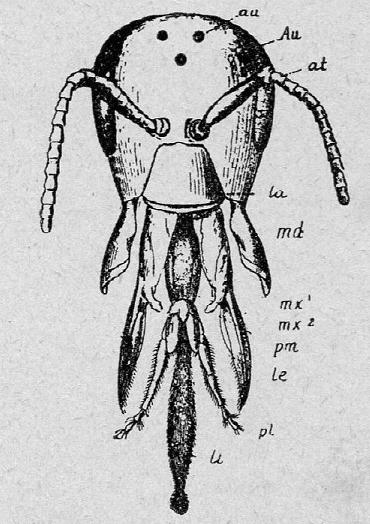 Cabeza de abeja. Au, ojoscompuestos. au, ocelos. at, antenas. la, labro. md, mandibulas. mx1, maxilas con sus palpos (pm). mx2, labio inferior prolongado en lengueta (li). pl, palpos labiales. Seg&uacute;n Weismann.