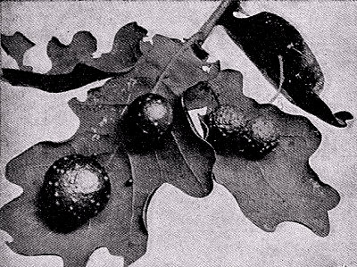 Agallas en hojas de roble producidas por la puesta de huevos de un cin&iacute;pedo. Fotograf&iacute;a J. Holmes en Knight y Step.