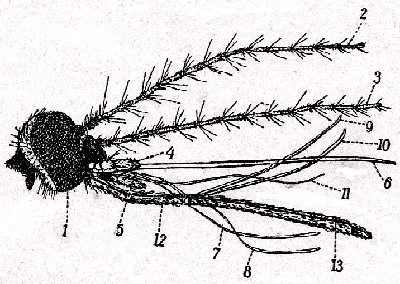 Cabeza de mosquito com&uacute;n (culex pipiens) hembra. 1, ojo. 2-3, antenas. 4-5, palpos maxilares. 6, labro. 7-8, mand&iacute;bulas. 9-10, maxilas. 11, hipofaringe. 12, labio inferior con el canal (13), en el que est&aacute;n encerradas las piezas anteriores (comparese con figura 144 C). De Röseler y Lamprecht.