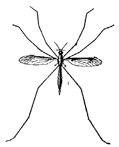 Tipula. Obs&eacute;rvese el &uacute;nico par de alas y destr&aacute;s los balancines.