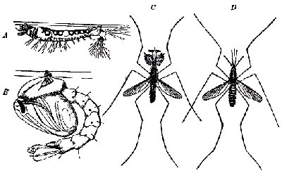 Anopheles. A y B, larva y ninfa colgandose de la superficie del agua. C, macho. D, hembra. Seg&uacute;n Howard en Boas.