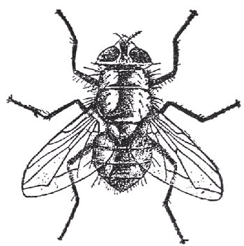 La mosca verde (Lucilia coesar).