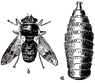 Gastrophilus equi, seg&uacute;n bauer. a, larva parasita del estomago de los caballos; b, macho.