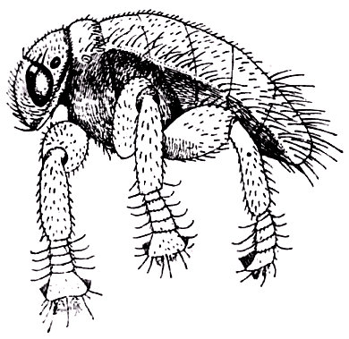 La Baula coeca, mosca áptera y ciega que vive parásita sobre las abejas, según Hendel. Muy aumentada.
