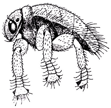 La Baula coeca, mosca &aacute;ptera y ciega que vive par&aacute;sita sobre las abejas, seg&uacute;n Hendel. Muy aumentada.