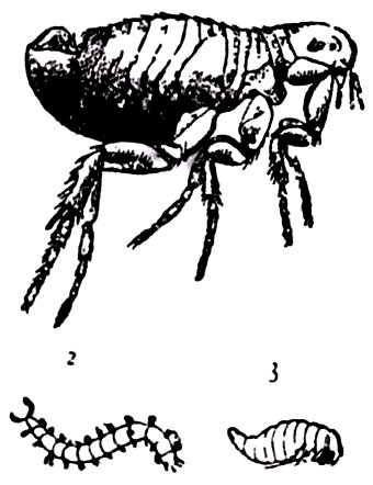 Pulga con su larva (2) y su ninfa (3). seg&uacute;n Taschenberg.