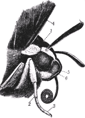Cabeza de mariposa. 1, l&iacute;mite entre cabeza y t&oacute;rax. 2-3, tarso del primer par de patas. 4, primer par de alas. 5-6, palpos labiales. Espiritrompa medio desenrrollada. De Röseler y Lamprecht.