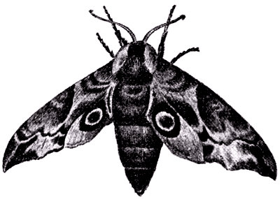 La esfinge ocelada (Smerinthus ocellatus) (esfingido).