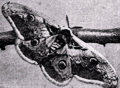 El gran pav&oacute;n (Saturnia pyri) (bomb&iacute;cido).